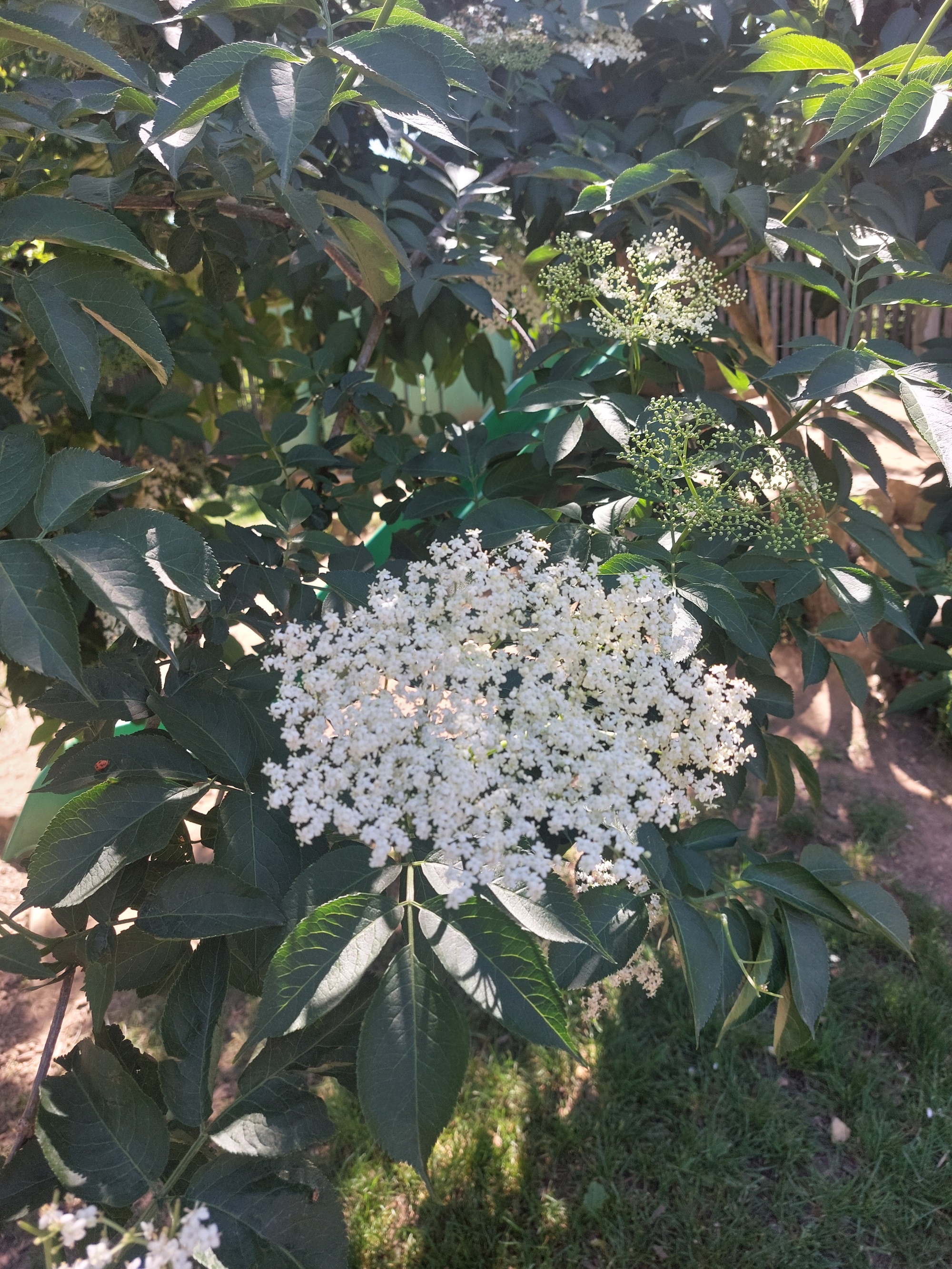 Holunderblüte