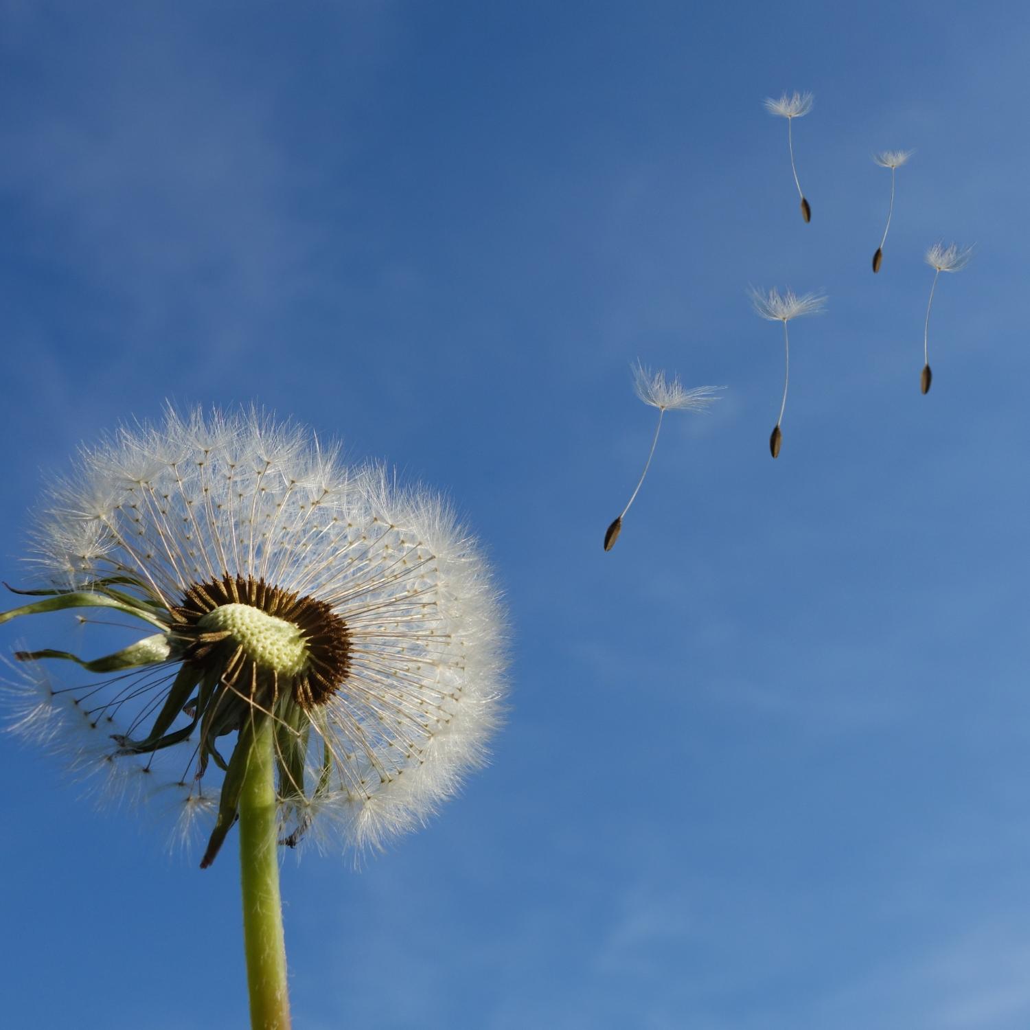 Pusteblume