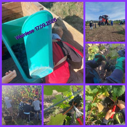 Weinlese Naturkita